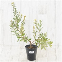 ԸʪեХ󥯥ץ饨⡼No.9094