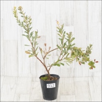 ԸʪեХ󥯥ץ饨⡼No.912