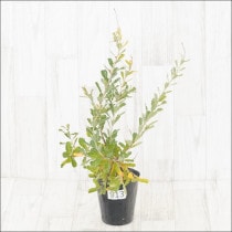 ԸʪեХ󥯥ץ饨⡼No.913