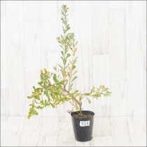 ԸʪեХ󥯥ץ饨⡼No.9144