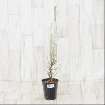 ԸʪեեΥޡץե顡No.917