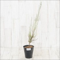 ԸʪեեΥޡץե顡No.918