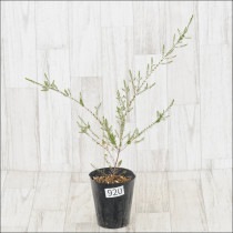 Ըʪեȥץȥ͡顡No.920