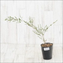 Ըʪեȥץȥ͡顡No.922