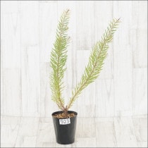 Ըʪե塼ǥɥ󡡥СNo.923