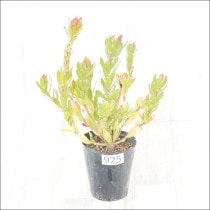 Ըʪե塼ǥɥ󡡥ϡ٥ȡNo.925