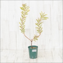 Ըʪե塼ǥɥ󡡥No.928