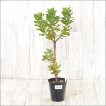 Ըʪե塼ڥޥࡡѥˡNo.9654