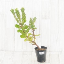 Ըʪե塼ڥޥࡡѥˡNo.9664