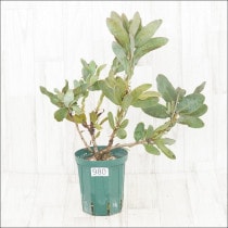 Ըʪեץƥޥ˥եʥNo.9805