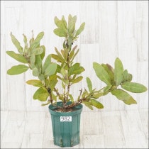 Ըʪեץƥޥ˥եʥNo.9825