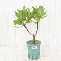 Ըʪե塼ڥޥࡡ٥ɥեNo.9835