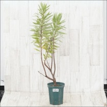 Ըʪե塼ǥɥ󡡥른ƥࡡNo.9845