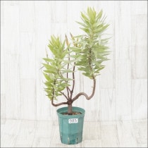 Ըʪե塼ǥɥ󡡥른ƥࡡNo.9855