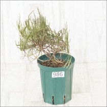 ԸʪեեΥޡץե顡No.9865