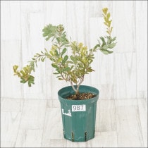 ԸʪեХ󥯥ץ饨⡼֥סNo.9875