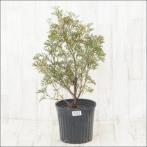 Ըʪեӥ쥢꡼ѥåNo.9887