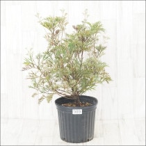 Ըʪեӥ쥢꡼ѥåNo.9897