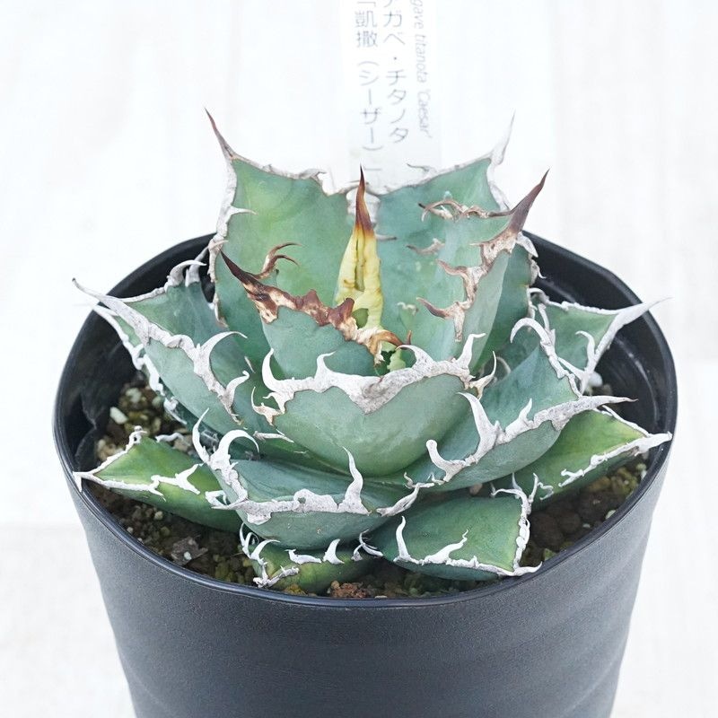 �����١������Υ��ֳ����ʥ��������ˡ� 4.5��ȭ