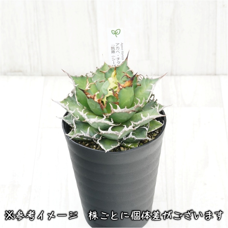 アガベ・チタノタ「凱撒（シーザー）」 4.5号鉢 | | チタノタ銘品
