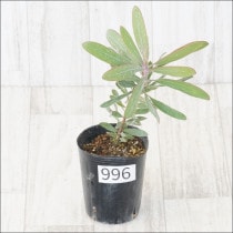 �Ը�ʪ�եץ��ƥ�������ե��ꥢ��No.996��3��