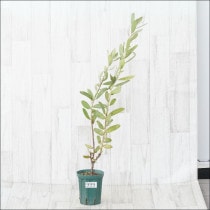 �Ը�ʪ�եץ��ƥ�������ѥ�����No.999��4��