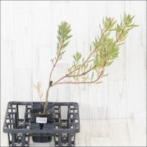 �Ը�ʪ�ե�塼���ǥ�ɥ��󡡥����ߡ���No.1006��4��