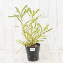 �Ը�ʪ�եХ󥯥�����������顡No.1096��5��