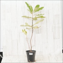 �Ը�ʪ�եХ󥯥��������֡��롡No.1098��5��