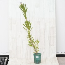 �Ը�ʪ���ֲ�1�ġեץ��ƥ����ͥꥤ�ե��ꥢ�����꡼�ࡡNo.1100��5��