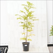 �Ը�ʪ�ե���ӥ쥢���Х��쥤���ʡ�No.3��6��