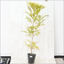 �Ը�ʪ�ե���ӥ쥢���Х��쥤���ʡ�No.4��6��