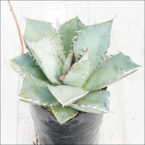 �Ը�ʪ�ե����١����ƥ�����������No.99��3��