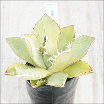 �Ը�ʪ�ե����١����ƥ���������ƥ��������ۥ磻�ȥ��ѥ���No.102��3��