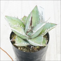 ◾️エボリスピナ陽炎⑦◾️短葉 ホワイトスパイン 発根済み エボリスピナ 陽炎 極上 ウネリ アガベ ユタエンシス｜LAVELLI(ラヴェリ)