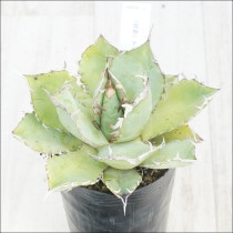 �Ը�ʪ�ե����١����ƥ�����������No.110��3��