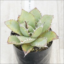 �Ը�ʪ�ե����١����ƥ������������åȡ�����ƥ�������No.115��3��