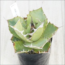 �Ը�ʪ�ե����١����ƥ����������ա�No.116��3��