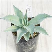 �Ը�ʪ�ե����١����Хƥ��ե��ꥢ����åɥ��ѥ���No.118��3��