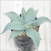 �Ը�ʪ�ե����١����Хƥ��ե��ꥢ����åɥ��ѥ���No.120��3��