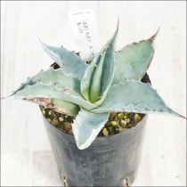 �Ը�ʪ�ե����١����Хƥ��ե��ꥢ������������ե륹�ѥ���No.124��3��