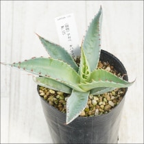 �Ը�ʪ�ե����١����Хƥ��ե��ꥢ�����꡼���ա�����ե륹�ѥ���No.125��3��