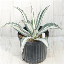 �Ը�ʪ�ե����١�����ꥫ���ʡ��ڸ�������55cm��No.128��ȴ����