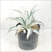 �Ը�ʪ�ե����١�����ꥫ���ʡ��ڸ�������50cm��No.129��ȴ����