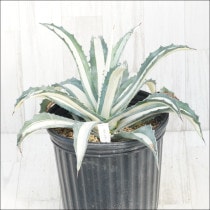 �Ը�ʪ�ե����١�����ꥫ���ʡ��ڸ�������40cm��No.130��ȴ����