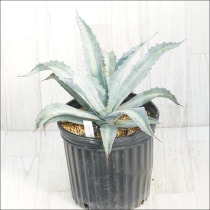 �Ը�ʪ�ե����١�����ꥫ���ʡ��������ѥ����á�����40cm��No.132��ȴ����