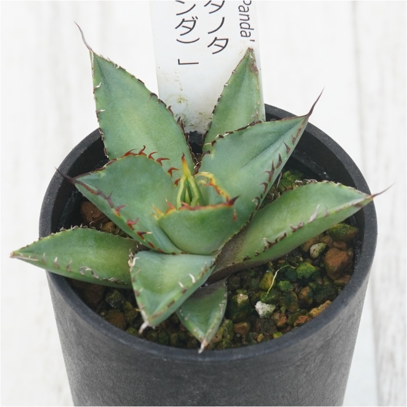 �����١������Υ��ַ�ǭ�ʥѥ���ˡ� 2.5��ȭ