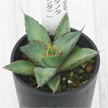 アガベ・チタノタ「泰国凱撒（タイ版シーザー）」 3.5号鉢