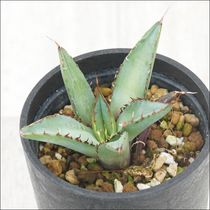 アガベ・チタノタ ”黒豹” 「ブラック・パンサー」 3.5号鉢