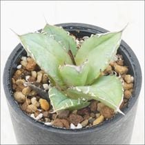 アガベ・チタノタ ”黒豹” 「ブラック・パンサー」 3.5号鉢